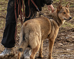 Собаки в Москве: Карамелька — обаятельная лисичка Девочка, Бесплатно - фото 7