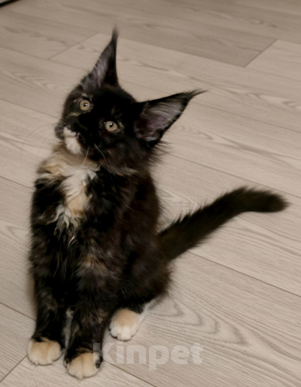 Кошки в Санкт-Петербурге: Девочка "егоза" - Ёлка Девочка, 30 000 руб. - фото 1