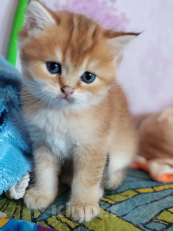 Кошки в Владивостоке: Шотландская золотая шиншилла Разнополые, 40 000 руб. - фото 5