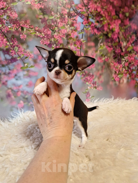 Собаки в Москве: Мини девочка шоколадка Девочка, 95 000 руб. - фото 1