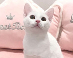 Кошки в Москве: Котёнок  Девочка, 10 000 руб. - фото 3