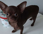 Собаки в Санкт-Петербурге: Малышка Чихуахуа Девочка, 35 000 руб. - фото 2
