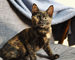 Кошки в Москве: Котёнок Пеппи в добрые руки  Девочка, Бесплатно - фото 2