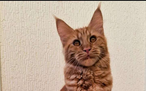 Кошка мейн-кун с родословной