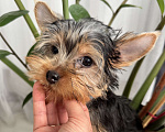 Собаки в Москве: Йорки мини Девочка, 18 000 руб. - фото 3