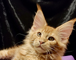 Кошки в Санкт-Петербурге: Очаровательный харизматичный рыжик Мальчик, 55 000 руб. - фото 1