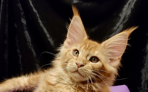 Огненный рыжик Енисей