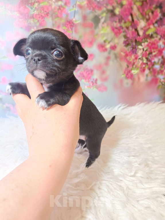 Собаки в Москве: Черная жемчужина Девочка, 75 000 руб. - фото 2