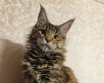 Кошки в Москве: Котята Мейн-кун от Чемпиона. Девочка Девочка, 50 000 руб. - фото 5