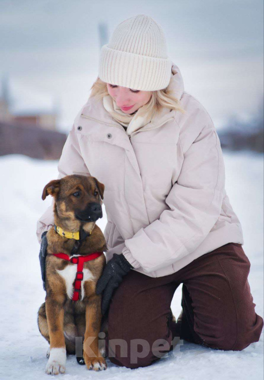 Собаки в Москве: Стеснительная БЭЛЛА ищет надежного человека Девочка, Бесплатно - фото 6