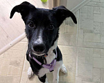 Собаки в Москве: Ищем новых хозяев для щенка Девочка, Бесплатно - фото 2