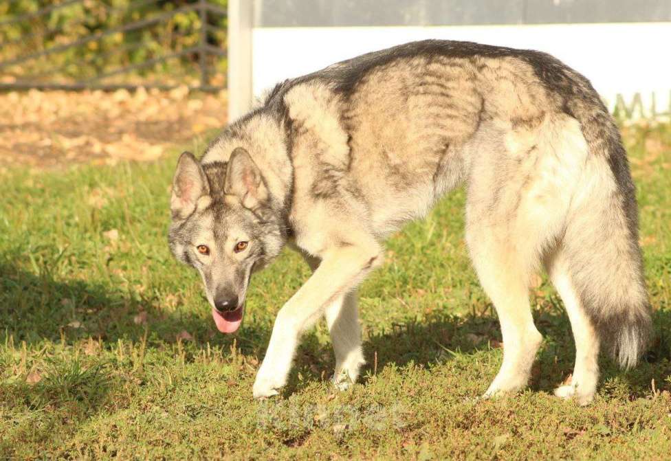 Собаки в Москве: Милая Майя ищет дом Девочка, Бесплатно - фото 5