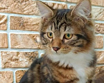 Кошки в Чите: Драгоценные котята курильского бобтейла Девочка, 30 000 руб. - фото 2