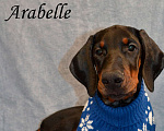 Собаки в Санкт-Петербурге: Щенок добермана Арабелла Девочка, 80 000 руб. - фото 2