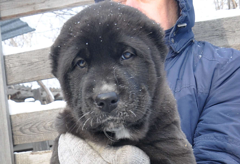 Щенок алабая (среднеазиатской овчарки)