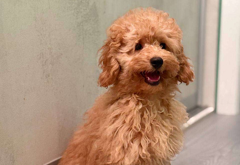 Миниатюрный пудель Абель