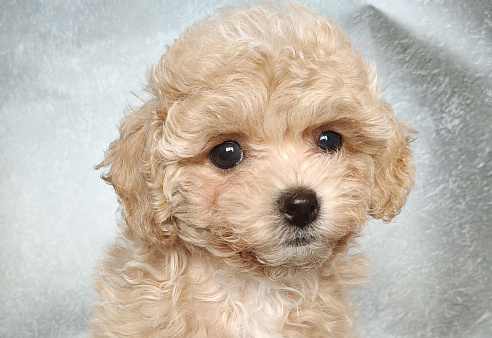 Пушон Белла