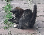 Кошки в Москве: Я ищу тебя ...... Девочка, Бесплатно - фото 7