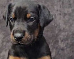 Собаки в Москве: Щенки добермана Девочка, Бесплатно - фото 3