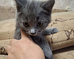 Кошки в Воронеже: Ласковые, игривые котята в добрые руки Девочка, Бесплатно - фото 7