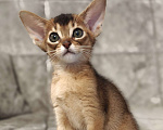 Кошки в Мытищах: Абиссинские котята в домашние любимцы Девочка 2 Девочка, 45 000 руб. - фото 2
