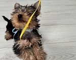 Собаки в Москве: Йорки мини Девочка, 18 000 руб. - фото 4