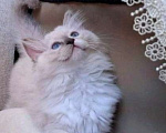 Кошки в Санкт-Петербурге: Сладкий мальчик регдолл 💕 Мальчик, 50 000 руб. - фото 2