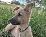 Собаки в Новосибирске: Отдам в добрые руки метиса щенка  Девочка, Бесплатно - фото 5