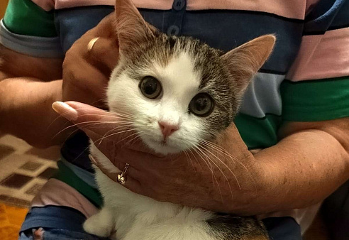 Котенок девочка в добрые руки