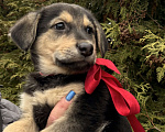 Собаки в Москве:  Алмаз вашей души 2 мес ждет новогоднего чуда-дом! Мальчик, Бесплатно - фото 3