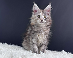 Кошки в Москве: Котенок Мейн Кун Девочка, 60 000 руб. - фото 5