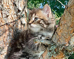 Кошки в Перми: Чудесные чистокровные сибирские котята Девочка, 30 000 руб. - фото 3