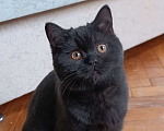Кошки в Санкт-Петербурге: Черная британская красотка Девочка, 50 000 руб. - фото 1