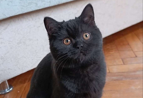 Черная британская красотка