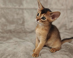 Кошки в Мытищах: Абиссинские котята в домашние любимцы Девочка 2 Девочка, 45 000 руб. - фото 5
