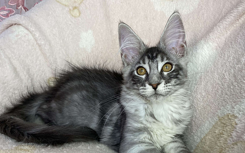 Черная серебристая мраморная девочка мейн кун Zlata