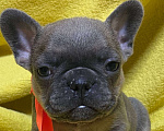 Собаки в Нижнем Новгороде: 6 щенков французского бульдога Мальчик, 30 000 руб. - фото 2