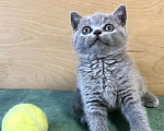 Кошки в Москве: Британские котята Мальчик, Бесплатно - фото 1