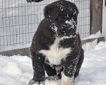 Собаки в Новосибирске: Щенки алабая (среднеазиатской овчарки) Мальчик, Бесплатно - фото 2