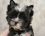Собаки в Москве: Цветные йорки Мальчик, 66 000 руб. - фото 3