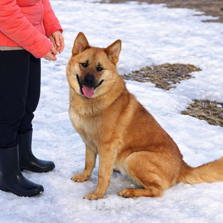 Собаки в Москве: Брутальный красавец Рич ищет хозяев! Мальчик, Бесплатно - фото 1