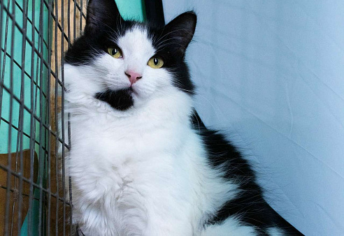 Пушистый котёнок