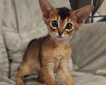 Кошки в Мытищах: Абиссинские котята в домашние любимцы Девочка 2 Девочка, 45 000 руб. - фото 1