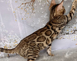 Кошки в Москве: Бенгальский котёнок  Мальчик, Бесплатно - фото 5