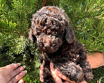 Собаки в Павловске: Коричневый миниатюрные/ той пуделята девочка и мальчик Мальчик, 60 000 руб. - фото 1