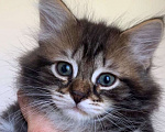 Кошки в Перми: Чудесные чистокровные сибирские котята Мальчик, 45 000 руб. - фото 5