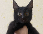 Кошки в Москве: Черные котята в добрые руки Девочка, 1 руб. - фото 1