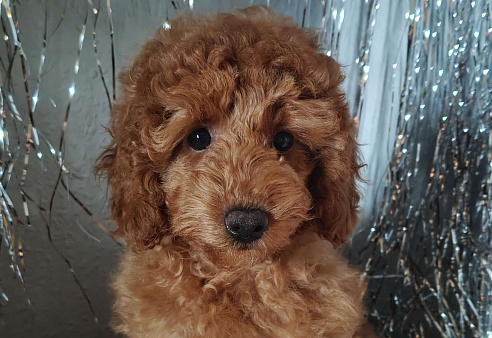 Миниатюрный пудель Айва