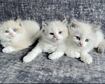 Кошки в Санкт-Петербурге: Котята Рэгдолл Девочка, 47 000 руб. - фото 1