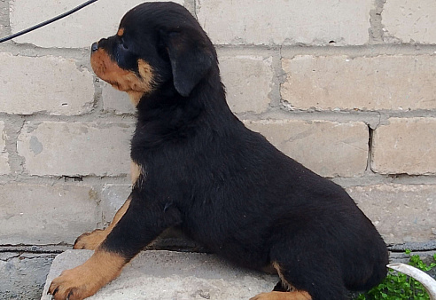  малыши ротвейлера